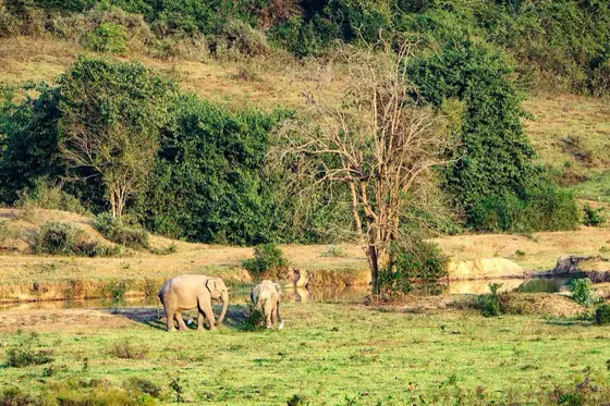Wild elephants at a waterhole in Kui Buri National Park