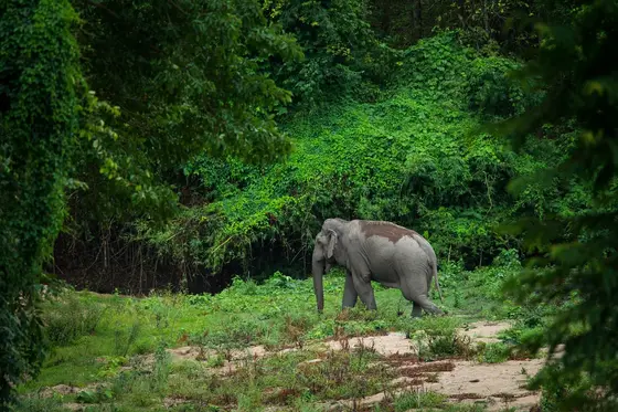 Wild Asian elephant in the forest of Huai Kha Khaeng Wildlife Sanctuary