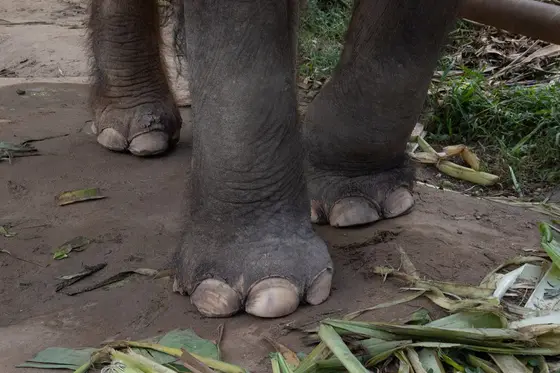 An elephant's feet among leaves at Phuket Elephant Sanctuary
