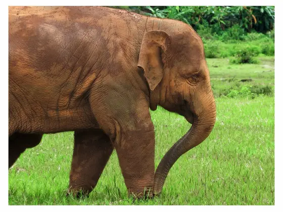 Elephant grazing on grass at Elephant Nature Park in northern Thailand