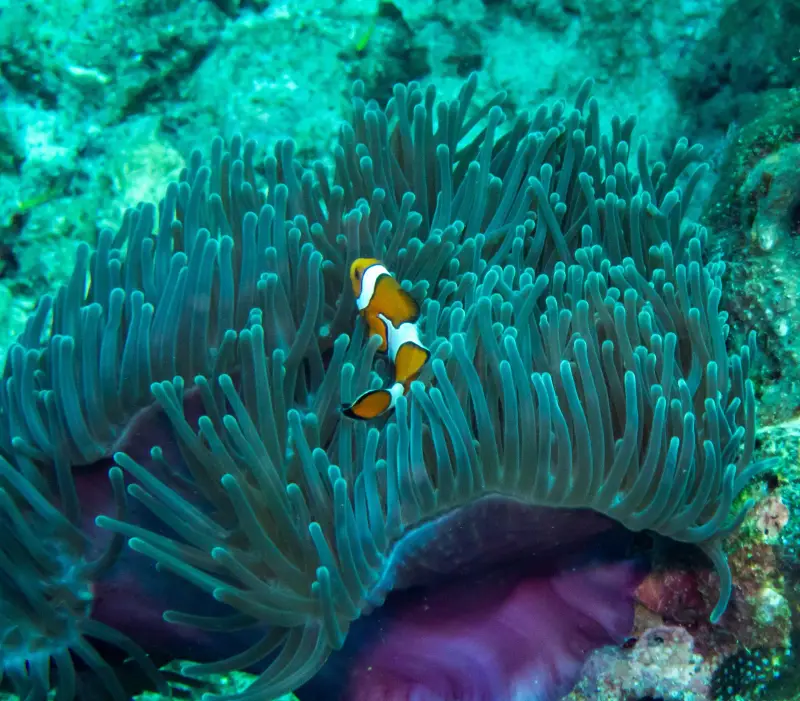 Clownfish in an anemone on the reef at Ko Ha Yai