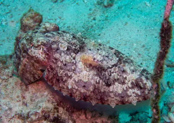 Cuttlefish on the sandy bottom at Ko Ha Yai