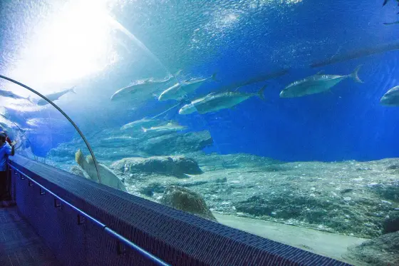 The aquarium's acrylic tunnel with a shoal of large fish overhead and a rocky seabed