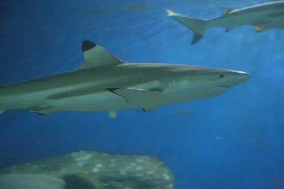 A blacktip reef shark in the Open Ocean tank
