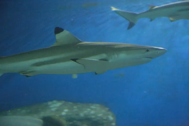 A blacktip reef shark in the Open Ocean tank