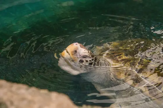 A green sea turtle at the water surface