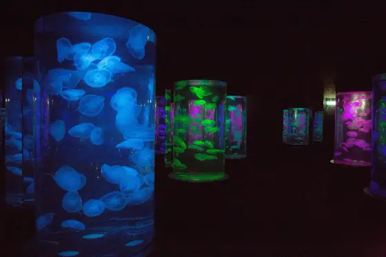 A dark hall with lit cylinders in which jellyfish drift
