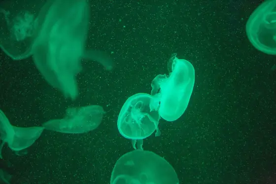 Moon jellyfish in green lighting, close up