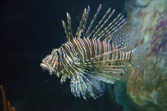 A lionfish with its fins spread