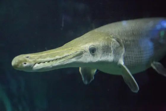 An alligator gar with a long narrow snout in dark water