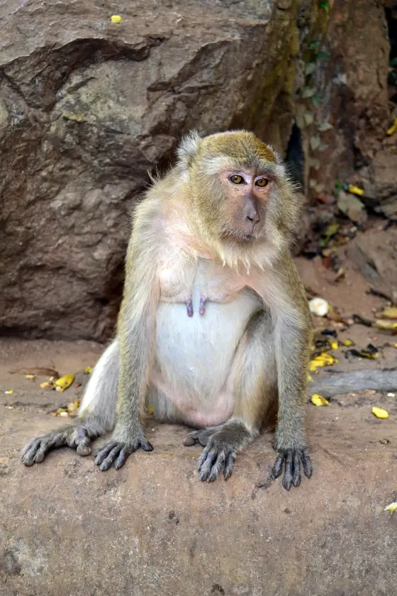 A macaque near the cave of Wat Suwan Kuha in Phang Nga