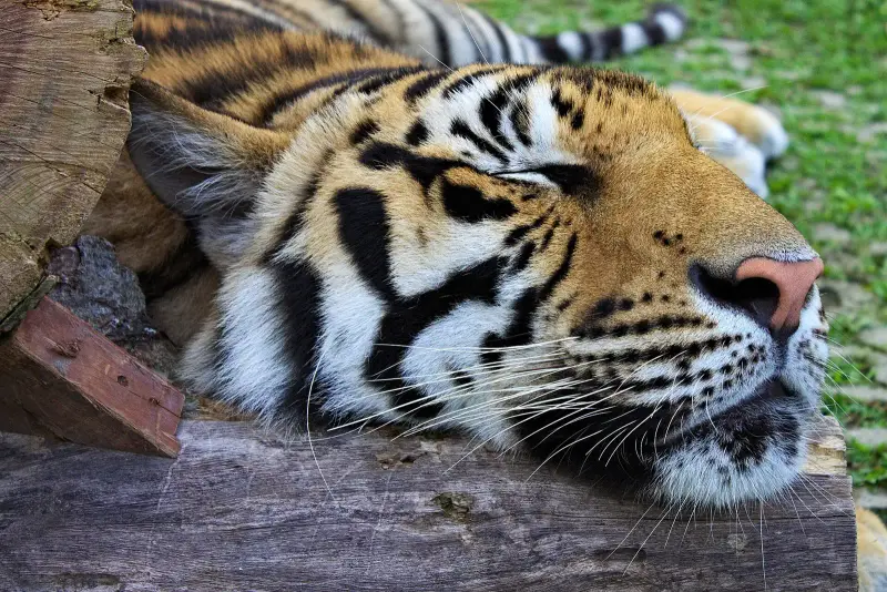 Спящий тигр кладет голову на бревно в Tiger Kingdom на Пхукете, снимок посетителя